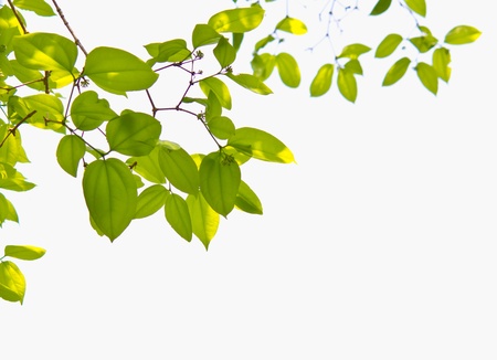 Fresh green leaf isolated on white