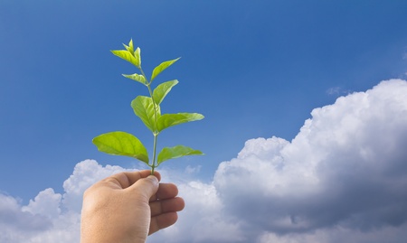 plant in hand and beautiful blue sky