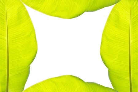 Banana leaf frameの写真素材
