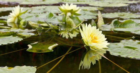 Lotus flowerの写真素材