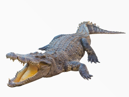 Crocodile  の写真素材