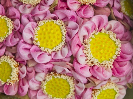 group of lotus flower  handicraftの写真素材