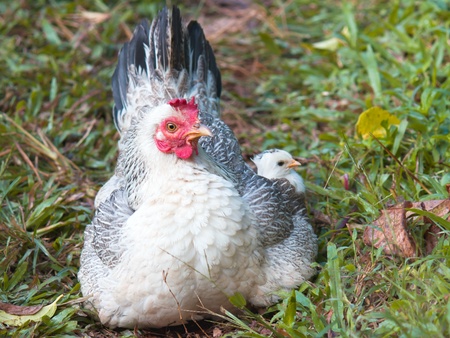 chicken mom and chick in green grassの写真素材
