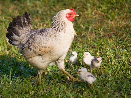chicken mom and chick in green grassの写真素材