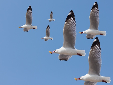 Group of seagulls fly and feed at the mouthのeditorial素材