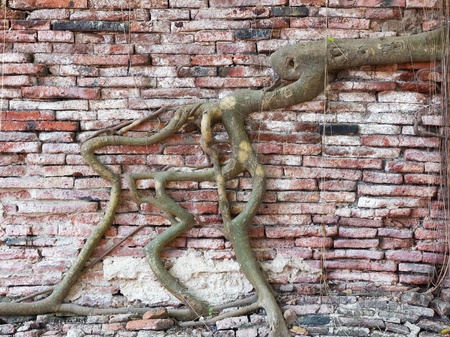 Root of tree covered old brick wall