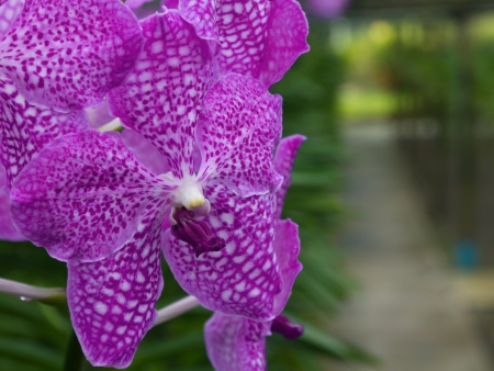 Purple orchid flower in the gardenの写真素材