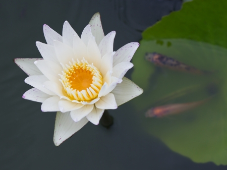 White water lily flower  lotus  and fish on leaf in pondの写真素材
