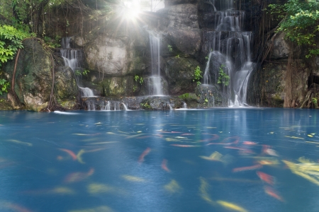 Koi fish in pond at the garden with a waterfallの写真素材