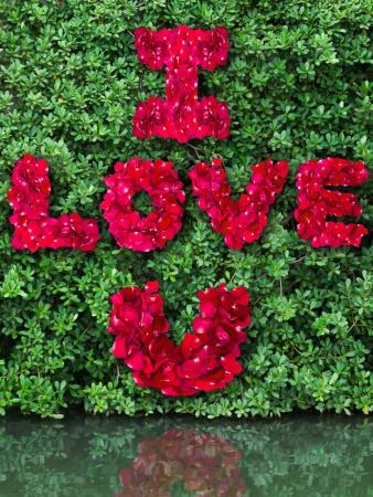Word of love made from red rose petals on green leaf and reflect in waterの写真素材