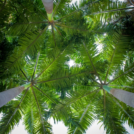 closeup palm leaf on tree for backgroundの写真素材