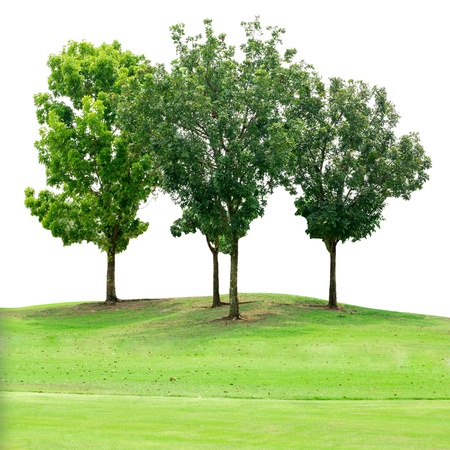 Tree group on grass field isolated on white with clipping pathの写真素材