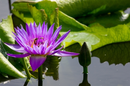 Pink Lotus flower in pondの写真素材