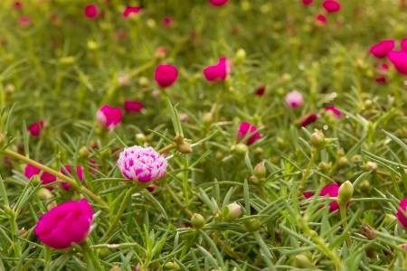Portulaca flowers in the gardenの写真素材