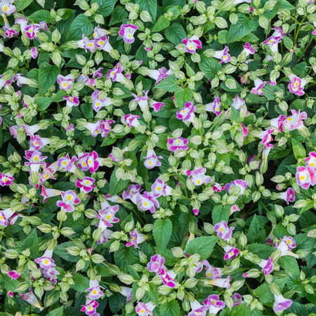 Closeup flower in meadow の写真素材