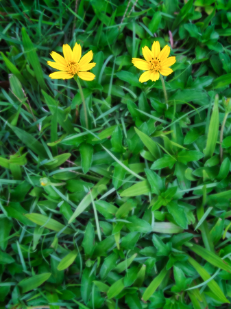 yellow fresh flower on spring green grass