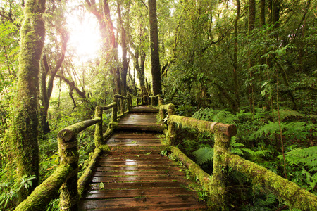 wooden walkway through in deep rainforestの写真素材