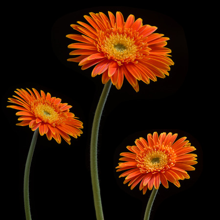Yellow Flower blooming in black Backgroundの写真素材