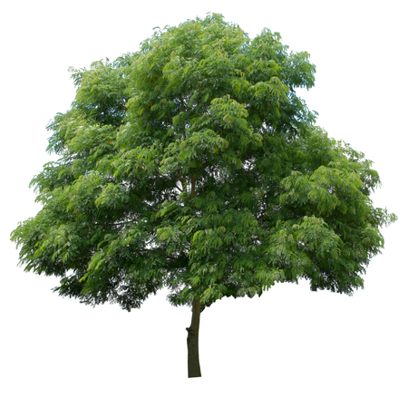 Tree isolated on white backgroundの写真素材