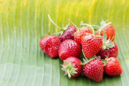 Fresh strawberry on banana green leafの写真素材