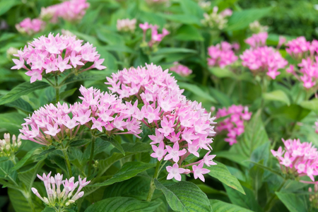 pink flowers in the gardenの写真素材