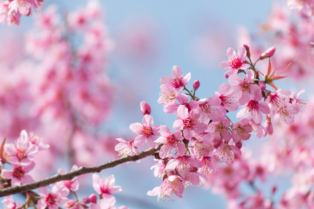 Spring Sakura Cherry Blossomの写真素材