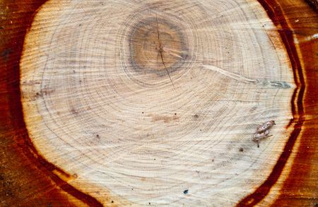 	growth ring の写真素材