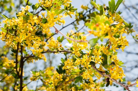 golden currantの写真素材