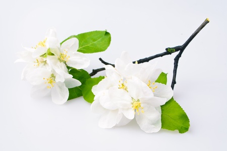 Cherry tree blossom on a white backgroundの写真素材