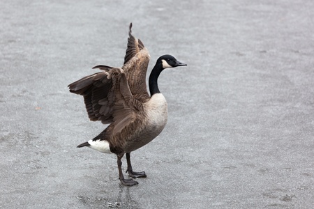 Wild duck spreading wings on ice - outdoor shotの写真素材