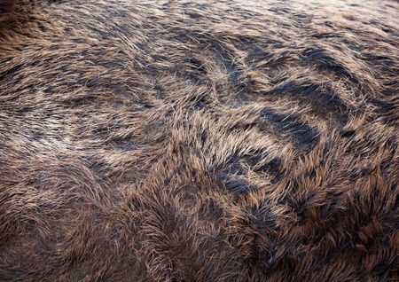 This is closeup of wild boar furの写真素材