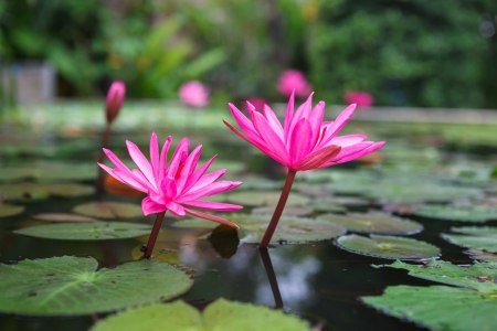 Beautiful pink lotus in the botanical gardenの写真素材