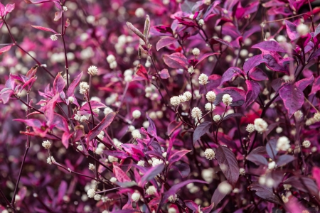 Beautiful unusual exotic plants in Thailandの写真素材