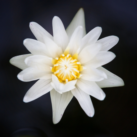 Beautiful white lotus in the botanical gardenの写真素材