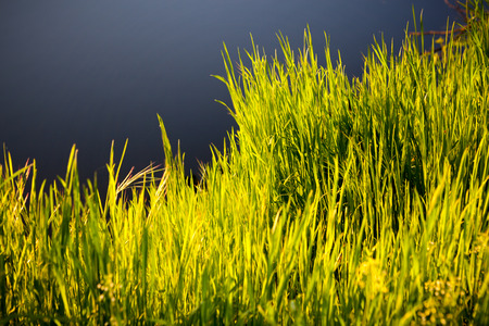 Grass in morning sunlight - background の写真素材