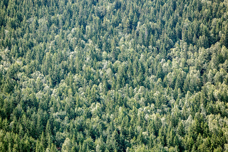 Closeup of evergreen forest background.