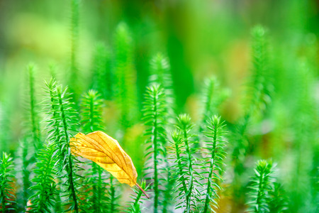 Vibrant green grass background.の写真素材