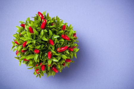 Ornamental pepper plant shot from above on blue background.の写真素材
