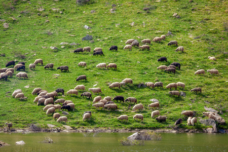 Flock of sheep grazing on a steep grass slope.の写真素材