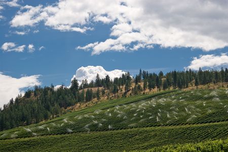Luscious vineyard with irrigation の写真素材