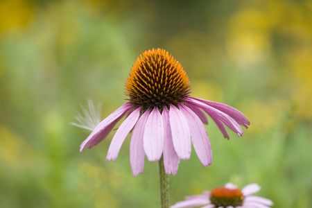 Wildflower (purple coneflower) in a field with blurred backgroundの写真素材