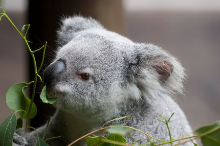 A koala eating eucalyptus leaves.の写真素材