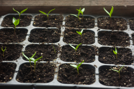 Pepper young and green seedlings in cassettesの写真素材