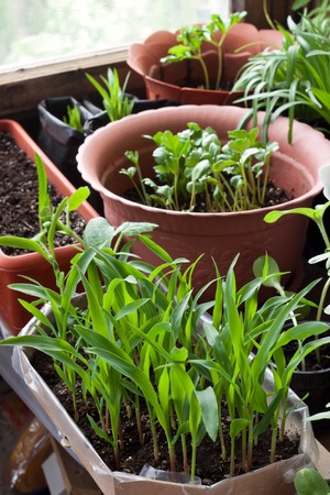 Cosy balcony garden with corn seedling and flowers - selective focusの写真素材