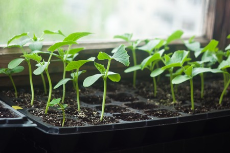 Zucchini young and green seedlings in cassettesの写真素材