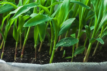 Young green corn seedling closeup in a box