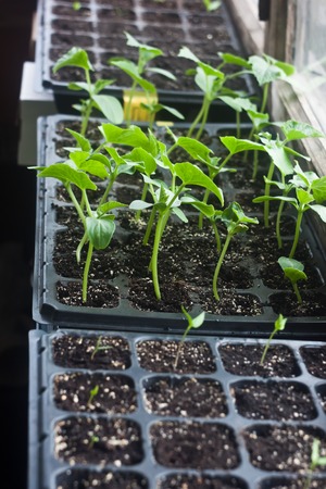 Zucchini young and green seedlings in cassettesの写真素材