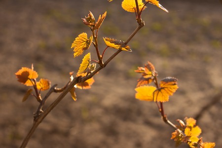 Branch of grapes - leaves on bright sunshineの写真素材