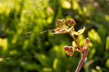 Branch of grapes - leaves and bunch on bright sunshineの写真素材