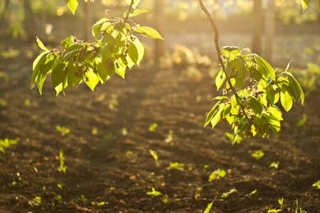 Sunlit branches - leaves on sunshine in front of soilの写真素材